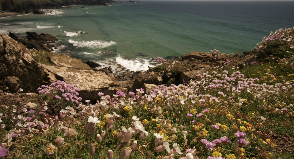 There might not be many lizards, but Lizard Peninsula has some of the rarest plants in Britain