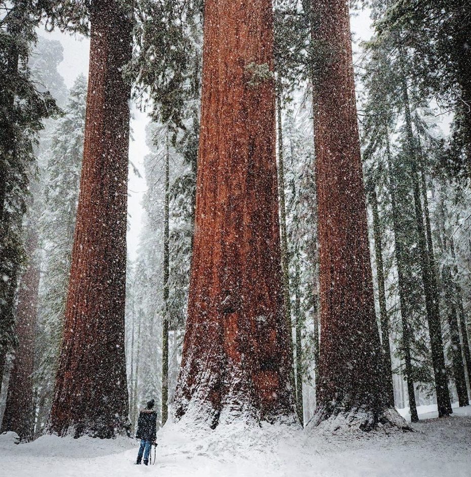 Sequoia National Park camping - trees in the snow 