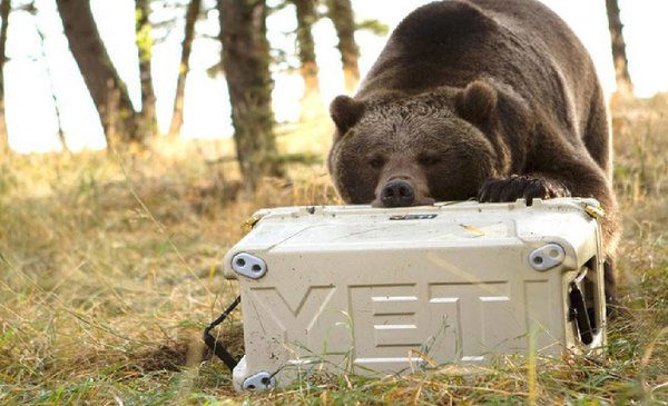 Bear trying to get into a camping cooler