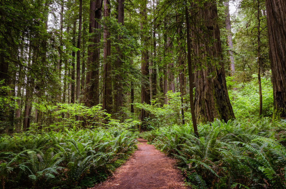 Redwood National Park California Road Trip